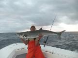 big king mackerel