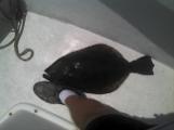 big backwater fishing flounder